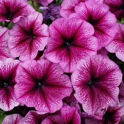 ������ ������ ������� ����������� ����� ��� �� ����� ������ (1��-100�����) ���������������� ������   ����