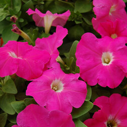 ������ ������ ������� ����������� ����� ��� �� ���� (1��-100�����) ���������������� ������   ����