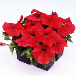 ������ ������ ������� ����������� ����� ��� �� ��� (1��-100�����) ���������������� ������   ����