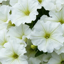 ������ ������ ������� ����������� ��� ���� (1��-100�����) ���������������� ������   ����