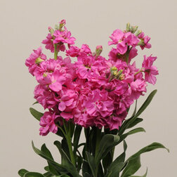 ������ ������ �������� ��� ����� ���� (1��-1000��) ���������������� ������   ����