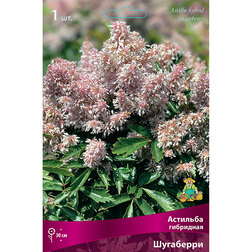 ������ ������ �������� ��������� ���������   ����