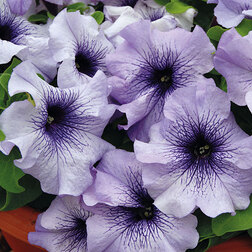 ������ ������ ������� ����������� ����� ��� �� ��� ������ (1��-1000�����)   ����