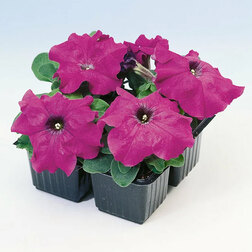 ������ ������ ������� ����������� ����� ��� �� ������ (1��-1000�����) ���������������� ������   ����