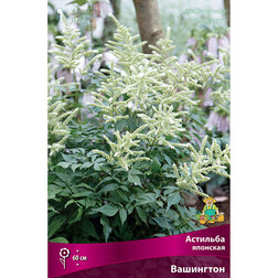 ������ ������ �������� �������� ���������   ����