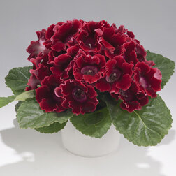 ������ ������ ��������� ������� ��� (1��-100 �����) ���������������� ������   ����