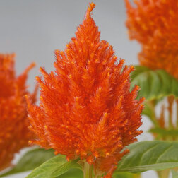 ������ ������ ������� �������� ������� ����� (1��-1000��) ���������������� ������   ����