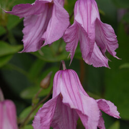 ������ ������ �������� ������������ �������   ����