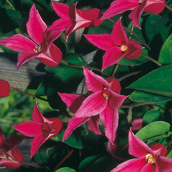 ������ ������ �������� ������������ ��������� �����   ����