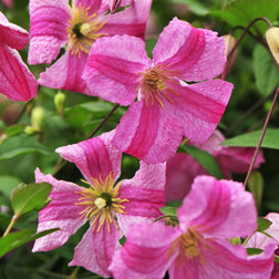 ������ ������ �������� ������������ ��������   ����