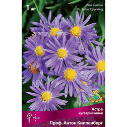 ������ ������ ����� ������������� ����. ����� ����������   ����