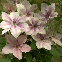 ������ ������ �������� ��������������� ���� �������   ����