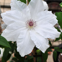 ������ ������ �������� ��������������� ���-��-����   ����