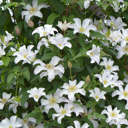 ������ ������ �������� ��������������� �������   ����