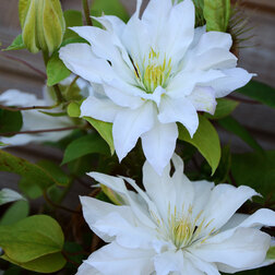 ������ ������ �������� ��������������� Ը�� ���   ����