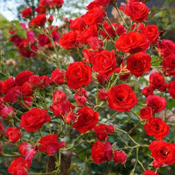 ������ ������ ���� �������������� ������� ����������   ����