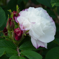 ������ ������ ���� ��������� �������� ����� ������   ����