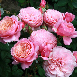 ������ ������ ���� �������� ����� �.�.�����   ����