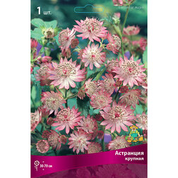 ������ ������ ��������� �������   ����