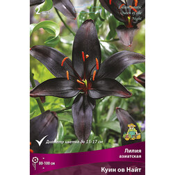 ������ ������ ����� ��������� ���� �� ���� (2 ��.)   ����