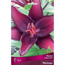 ������ ������ ����� ��������� ������� (2 ��.)   ����