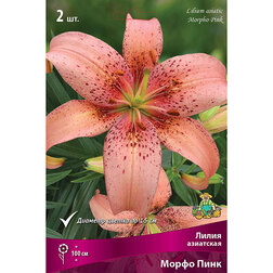 ������ ������ ����� ��������� ����� ���� (2 ��.)   ����