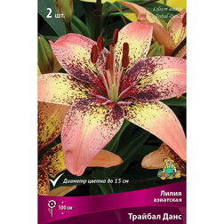 ������ ������ ����� ��������� ������� ���� (2 ��.)   ����