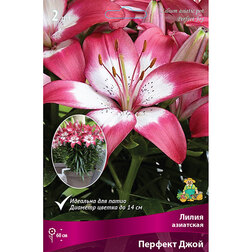 ������ ������ ����� ��������� ��������� ������� ���� (2 ��.)   ����