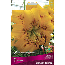 ������ ������ ����� ��������� ������ ������ (2 ��.)   ����