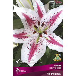 ������ ������ ����� ��������� ��-������ (2 ��.)   ����