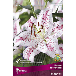 ������ ������ ����� ��������� ������ (2 ��.)   ����