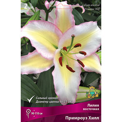 ������ ������ ����� ��������� �������� ���� (2 ��.)   ����