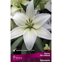 ������ ������ ����� ��-������ ������� (2 ��.)   ����