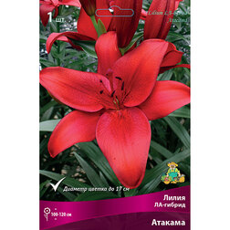 ������ ������ ����� ��-������ ������� (2 ��.)   ����