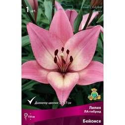 ������ ������ ����� ��-������ ������� (2 ��.)   ����