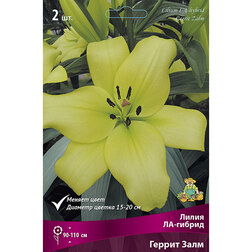 ������ ������ ����� ��-������ ������ ���� (2 ��.)   ����