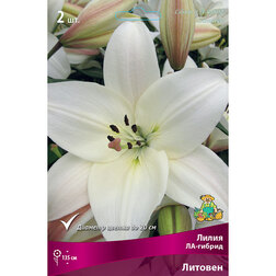 ������ ������ ����� ��-������ ������� (2 ��.)   ����