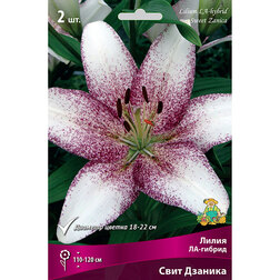 ������ ������ ����� ��-������ ���� ������� (2 ��.)   ����