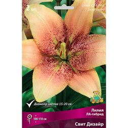 ������ ������ ����� ��-������ ���� ������ (2 ��.)   ����