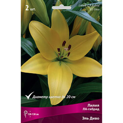 ������ ������ ����� ��-������ ��� ���� (2 ��.)   ����