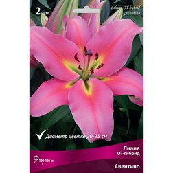 ������ ������ ����� ��-������ �������� (2 ��.)   ����