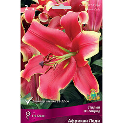 ������ ������ ����� ��-������ ������� ���� (2 ��.)   ����