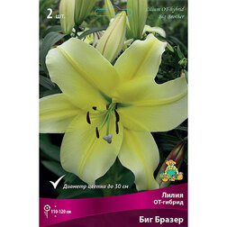 ������ ������ ����� ��-������ ��� ������ (2 ��.)   ����