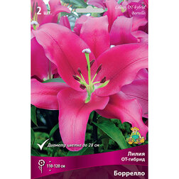 ������ ������ ����� ��-������ �������� (2 ��.)   ����