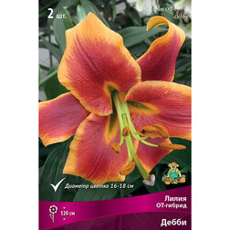 ������ ������ ����� ��-������ ����� (2 ��.)   ����