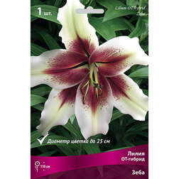 ������ ������ ����� ��-������ ���� (1 ��.)   ����