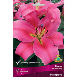 ������ ������ ����� ��-������ ������� (2 ��.)   ����