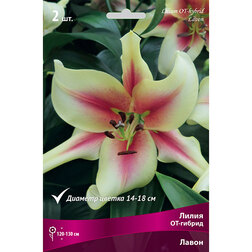 ������ ������ ����� ��-������ ����� (2 ��.)   ����