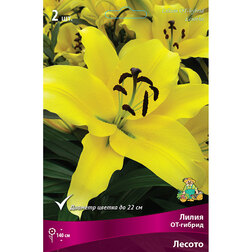 ������ ������ ����� ��-������ ������ (2 ��.)   ����