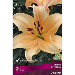 ������ ������ ����� ��-������ ������ (2 ��.)   ����